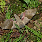 Poplar Sphinx Moth
