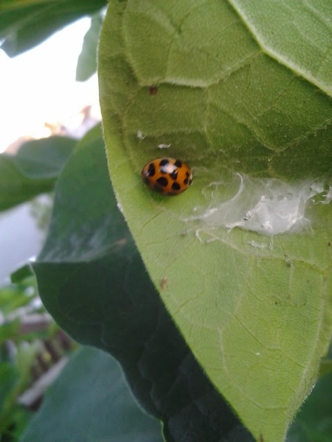 Asian Lady Beetle