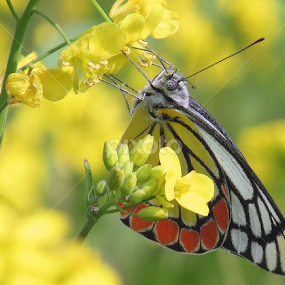 Common Jezebel by Sanjay Dhar - Animals Other