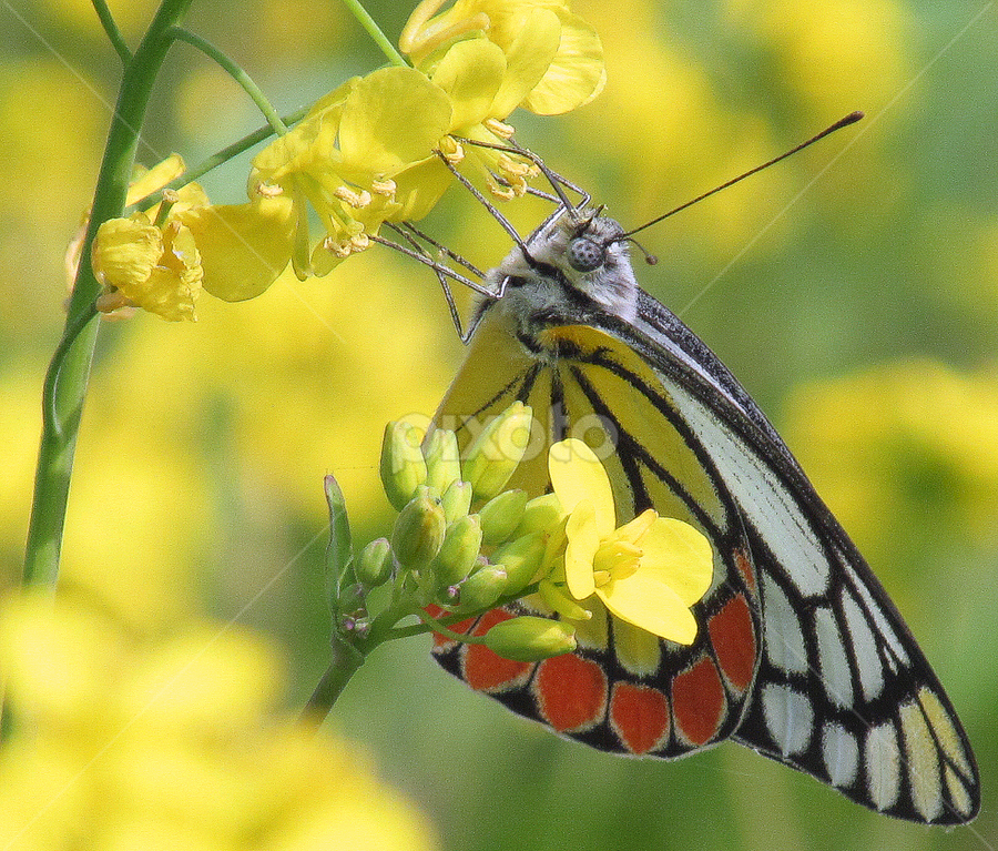 Common Jezebel by Sanjay Dhar - Animals Other