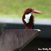 White Throated King Fisher 