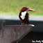 White Throated King Fisher 