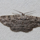 Common Gray Moth #6590