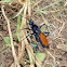 Tarantula Wasp,