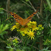 Common Brown Butterfly (male)