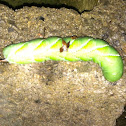 Carolina Sphinx Moth caterpillar