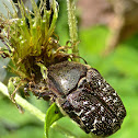 Dark Flower Scarab