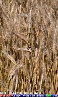 Top 10 Cereals FREE - náhled