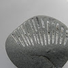 urchin fossil
