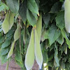 Wisteria seed pods