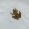 Northern Cricket Frog