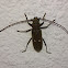 Double Narrow-White-Spot Longhorn Beetle