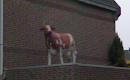 Cow on a Roof