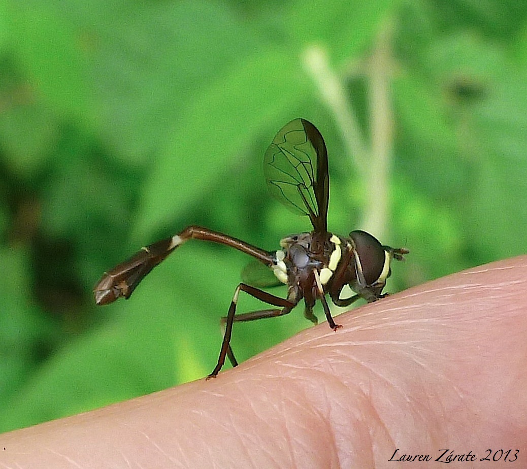 Wasp Mimic Fly