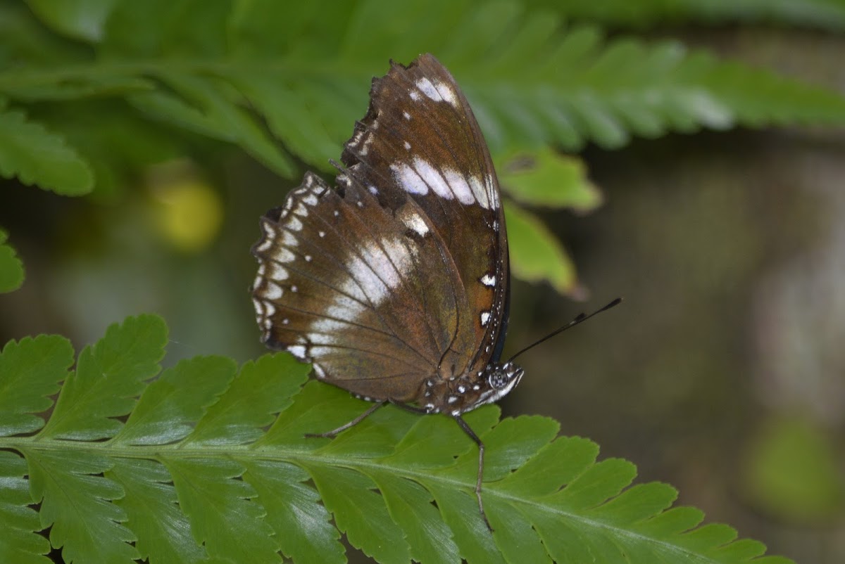 Great Eggfly Butterly