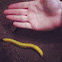 Banana Slug