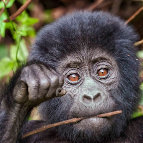 Mountain Gorilla Baby by Tim Vollmer - Animals Other Mammals