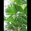 Panama Hat Palm