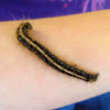 Eastern Tent Caterpillar