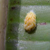 planthopper egg mass