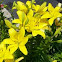Yellow lilies 