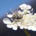 Varied carpet beetle. Escarabajo de las alfombras