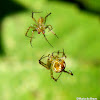Orb weaver spiders