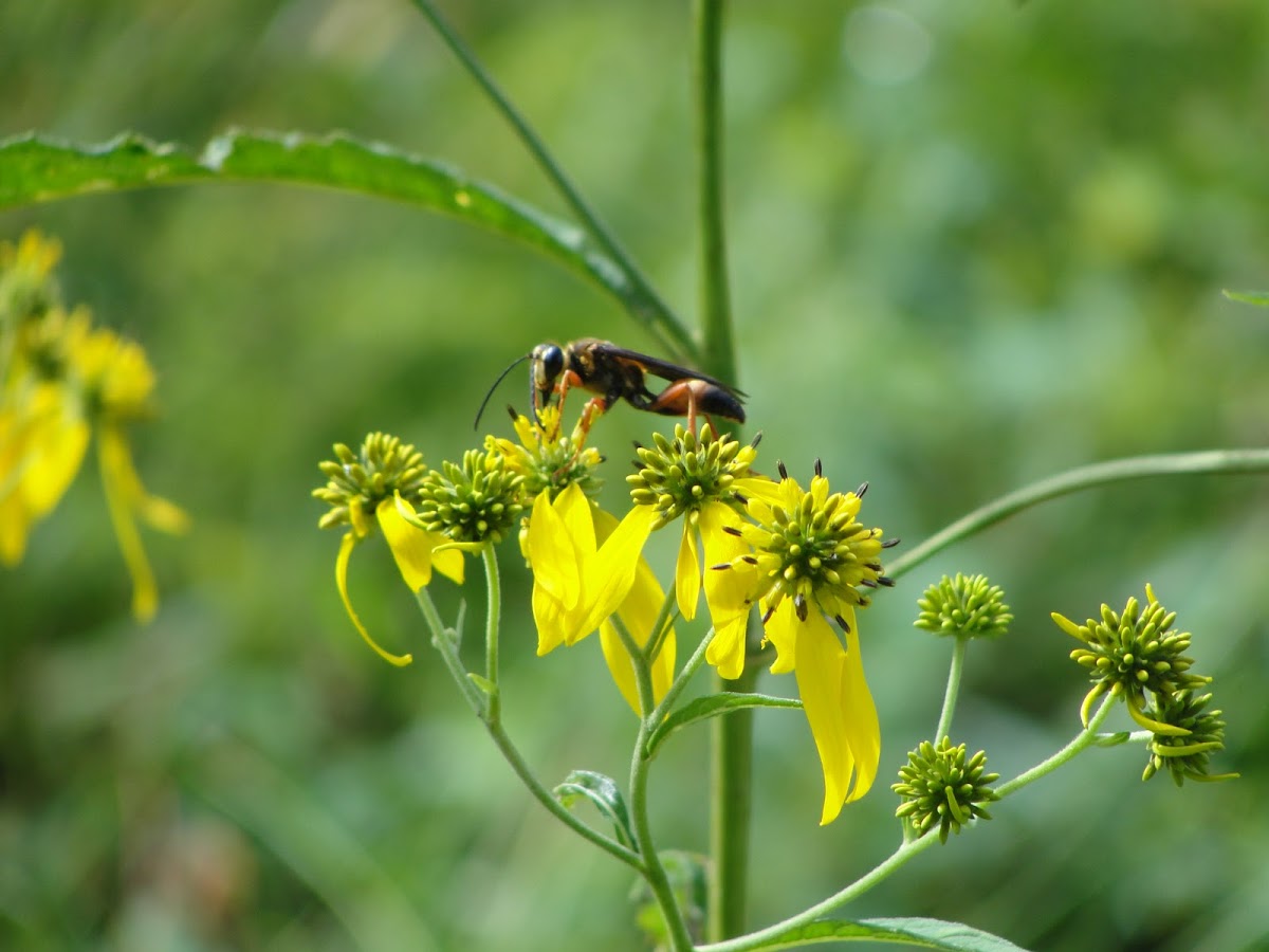 Mud Dauber