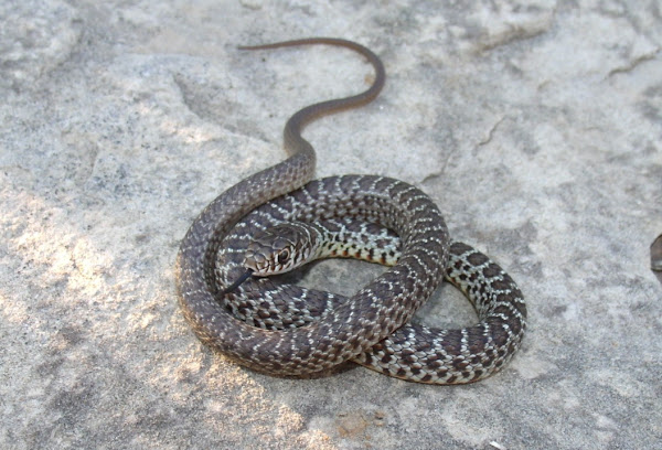 Eastern Yellow-Bellied Racer | Project Noah