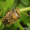 Stink Bug nymph