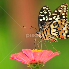 by Undi Palapa - Animals Insects & Spiders
