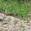 Northern Water Snake