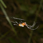 Pear-shaped Spider