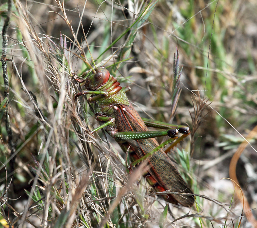 Guyana Giant Grasshopper