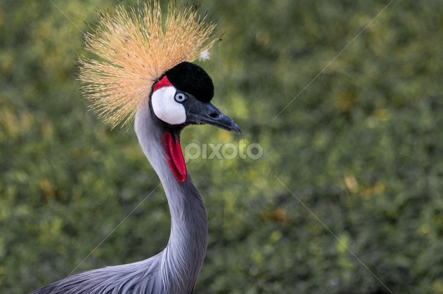 Nice Hair | Birds | Animals | Pixoto