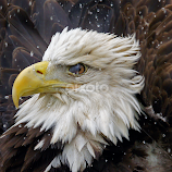 Protection O f The Eyes by Tina Hailey -  