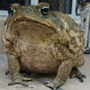 Cane Toad