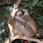 Vervet Monkey