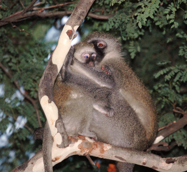 Vervet Monkey | Project Noah
