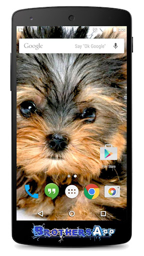 【免費個人化App】Yorkshire Terrier Background-APP點子