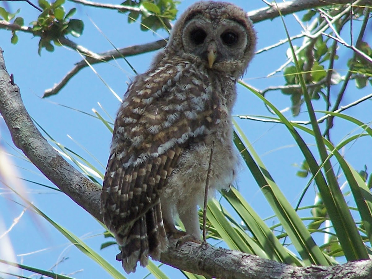 Barred Owl (fledgling)