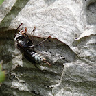 Bald-faced Hornet