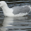 Glaucous-winged x Western Gull (hybrid)
