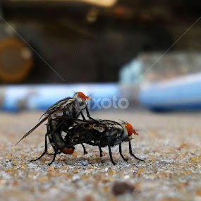 Love Lock by Kushal Ghosh - Animals Insects & Spiders