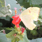 Cloudless Sulphur Butterfly (female)