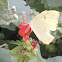 Cloudless Sulphur Butterfly (female)
