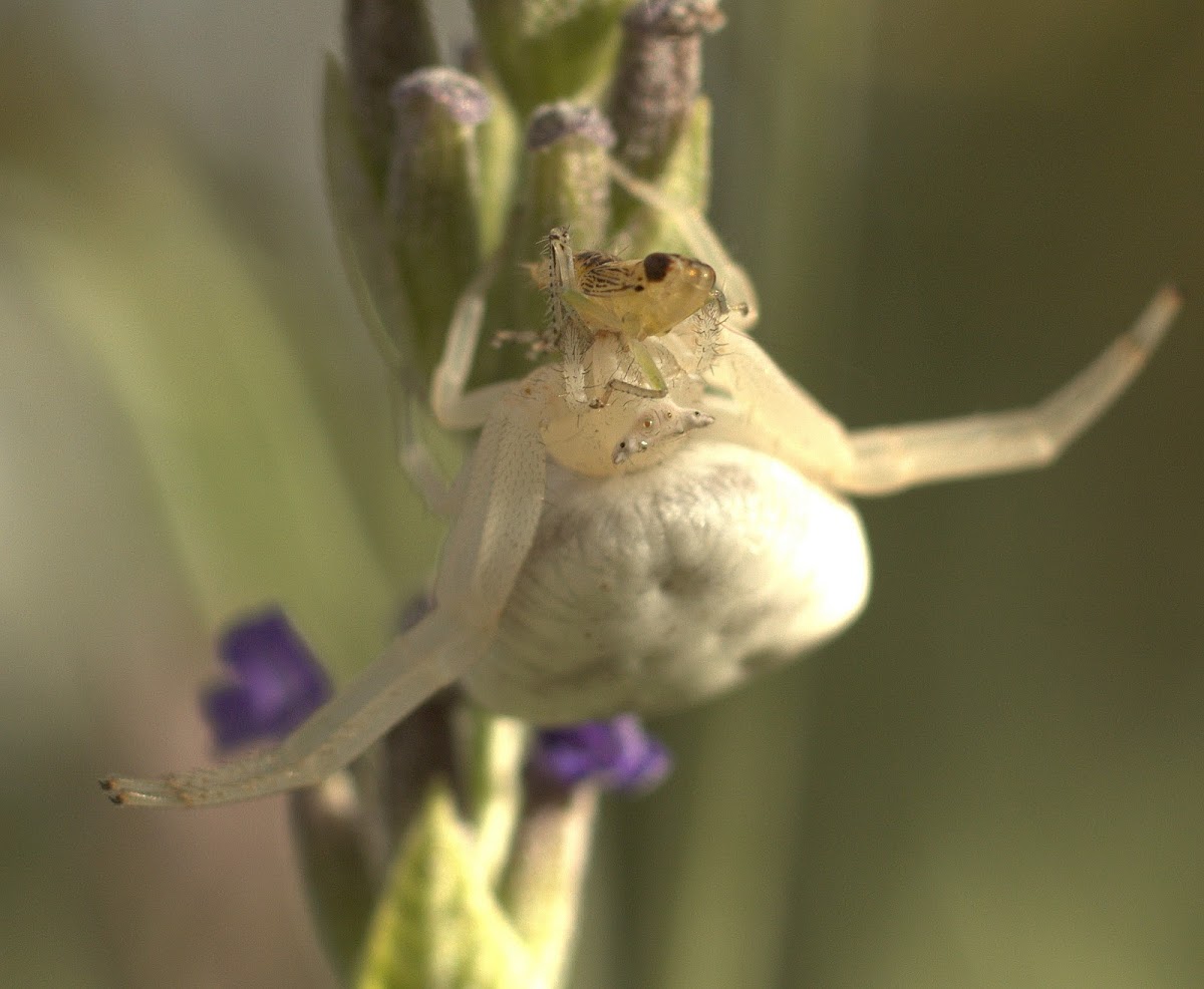 Flower Crab Spider Project Noah