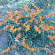 Swamp milkweed, orange milkweed