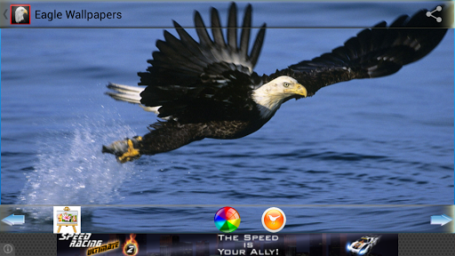 免費下載娛樂APP|Eagle  wallpapers app開箱文|APP開箱王