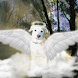 Angel Dog Live Wallpaper